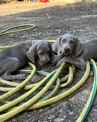 Cuccioli Weimaraner