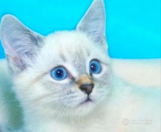Gattini siamesi tabby point