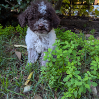 Amadeus e Olaf Lagotto romagnolo