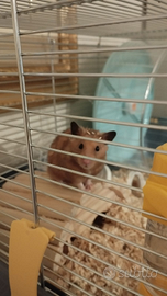 Criceto dorato