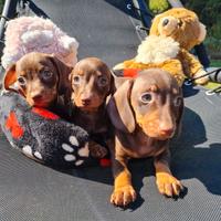 Cuccioli di bassotto M Kaninchen chocolate