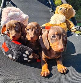 Cuccioli di bassotto M Kaninchen chocolate