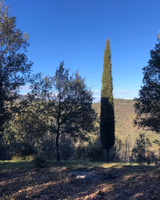 Terreno agricolo nel bosco