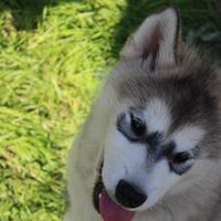 Alaskan Malamute Cucciolo - Alta Genealogia USA/Ru