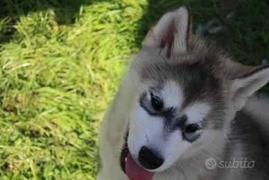 Alaskan Malamute Cucciolo - Alta Genealogia USA/Ru