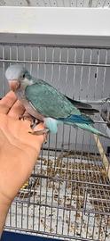 Parrocchetti monaci allevati a mano