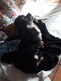 Accoppiamento maschio di chihuahua