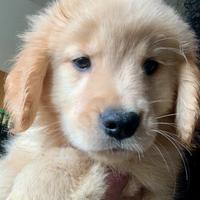 Cuccioli Golden Retriever Americani