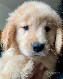 Cuccioli Golden Retriever Americani