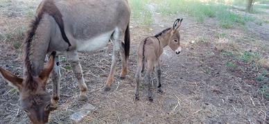 Puledro amiatino 7 mesi
