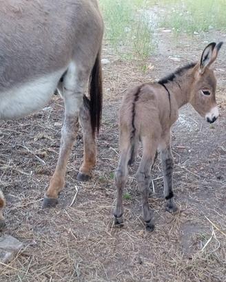 Puledro amiatino 7 mesi