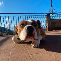 Amstaff con pedigree certificato di 4 anni