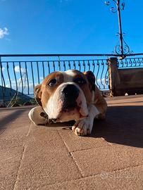 Amstaff con pedigree certificato di 4 anni