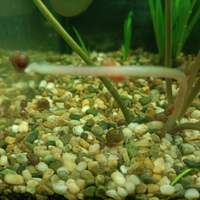 Planorbarius lumache