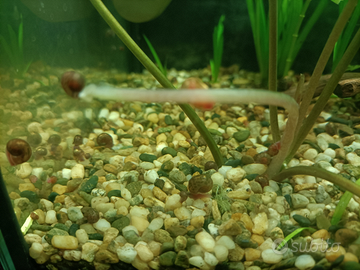 Planorbarius lumache