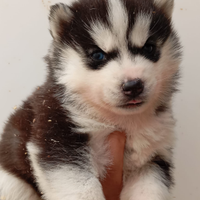 Siberian husky pedigree Enci