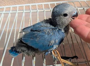 Inseparabile roseicollis