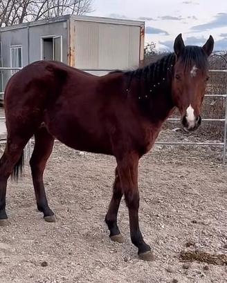Cavallo