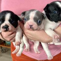 Cuccioli di bulldog francesi