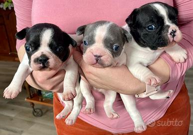 Cuccioli di bulldog francesi