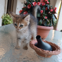 Gatto siberiano