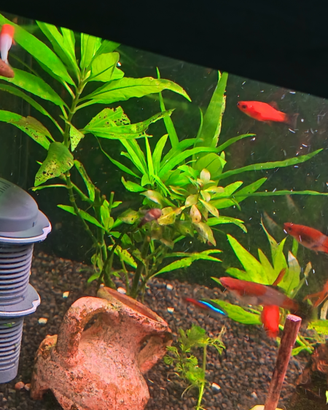 Baby ancistrus