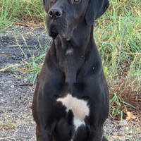 Cane corso incrociato alano