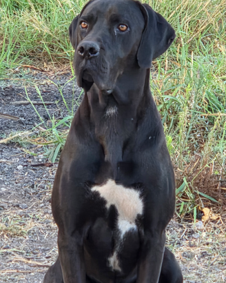 Cane corso incrociato alano