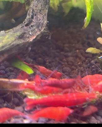 Caridine Red Sakura