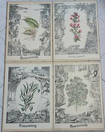 Illustrazioni colorate piante officinali