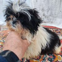 Shih Tzu toy