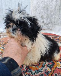 Shih Tzu toy
