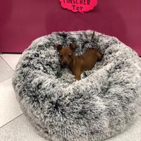 Pinscher femmina fulva cucciola tre mesi