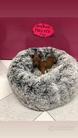 Pinscher femmina fulva cucciola tre mesi