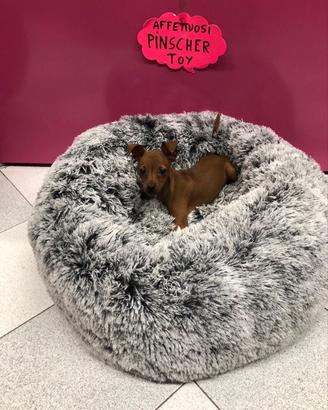 Pinscher femmina fulva cucciola tre mesi