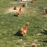 Galline rosse