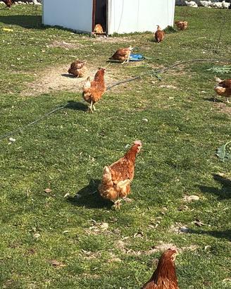 Galline rosse