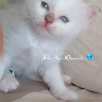 Sacro di Birmania cuccioli