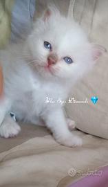 Sacro di Birmania cuccioli