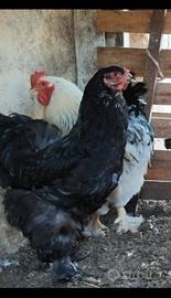 Gallina