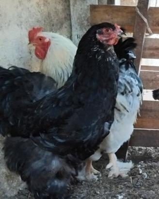 Gallina