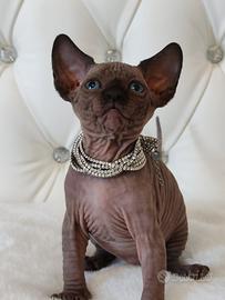 Sphynx cuccioli