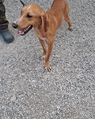 Cucciolo segugio italiano