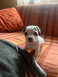 Cucciola jack russel
