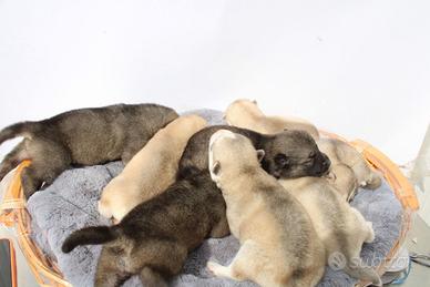 Siberian Husky con pedigree selezionati
