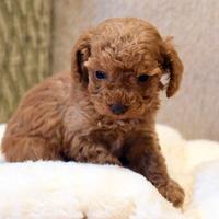 Cuccioli di barbone nano