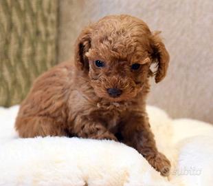 Cuccioli di barbone nano