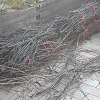 legna da ardere imballata