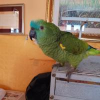 Pappagallo amazzone fronte blu