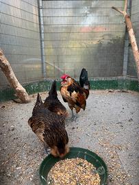 Galline barbute d Anversa